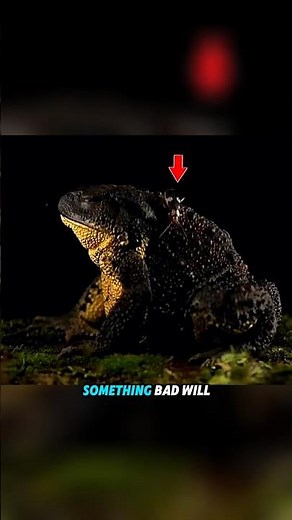 Frog’s Worst Nightmare Caught on Camera!