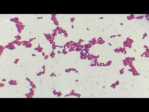 Difference entre les coccobacilles et les cocci au microscope optique #foryou