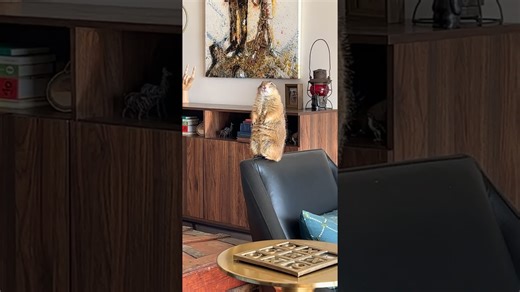 Dramatic Prairie Dog: Poppy Steals the Show