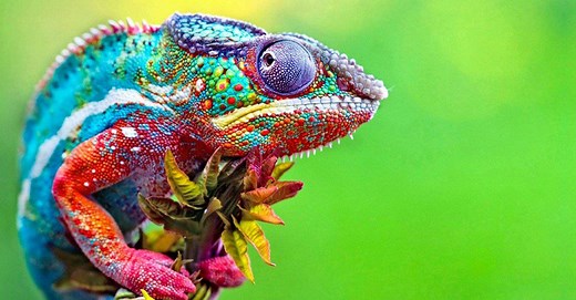 Reptiles: Different Types, Definition, Photos, and More