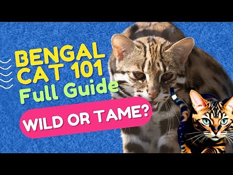 Bengal Cats 101: Discover the Mesmerizing Hybrid Cat Breed | Origin, Appearance & Care Tips
