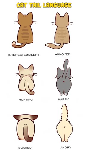 How to Understand Cat Tail Language: Decoding Your Cat's Tail Movements 😺