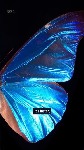 This butterfly wing does something incredible…