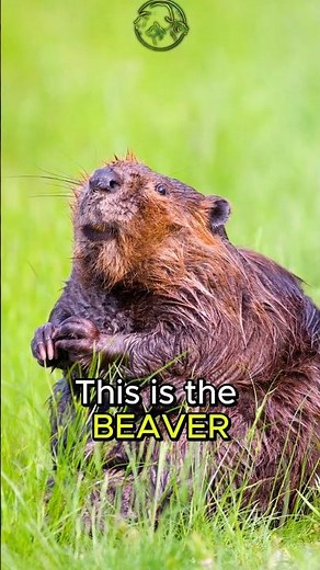 Beavers 🐿️ Nature’s BUSY Engineers | Amazing Animal Facts #animals #shorts #facts