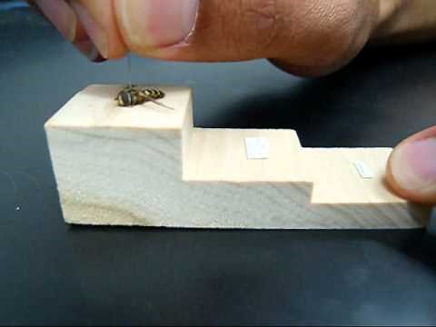 How to Make an Insect Collection: Labeling Specimens