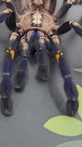 2.6K views · 29 reactions | BLUE SPIDERS ARE ALWAYS THE BEST Just look how stunning this gooty Ornamental tarantula is (Poecilotheria metallica). These are a great arboreal display species but definitely not for handling  | Lincoln reptile and pet centre ltd | Facebook