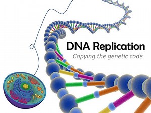 DNA Replication - SlideServe