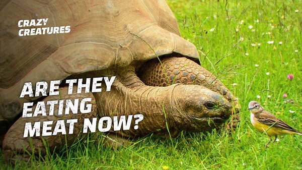The Bird-Eating Tortoise You Won’t Believe