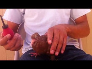 Hand Feeding Squabs (Pigeons)