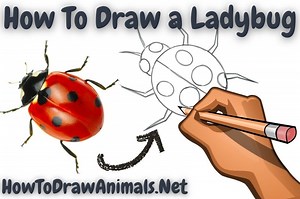 How To Draw A Ladybug - EASY 6-Step Tutorial!