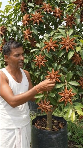 How to Grow Star Anise 🌿 | Chakra Phool Farming & Cultivation#plants#shorts#agriculture #shortsfeed