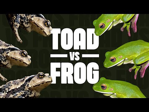 Toad VS Frog | What's The Difference?