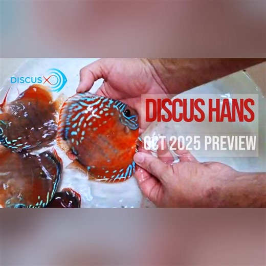 1.7K views · 59 reactions |  USA  DISCUS FANS – The Myth ENDS...