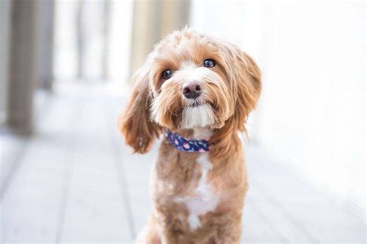 15 of the best small dog breeds