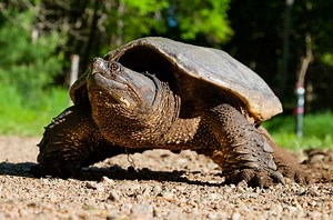 34 Things Snapping Turtles Like to Eat Most (Diet, Care & Feeding Tips)