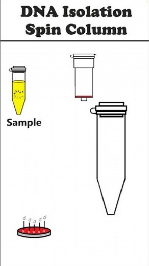 DNA Isolation: Spin Column Method #animation