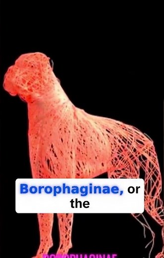 Epicyon: The Extinct Bone-Crushing Dog that Ruled North America