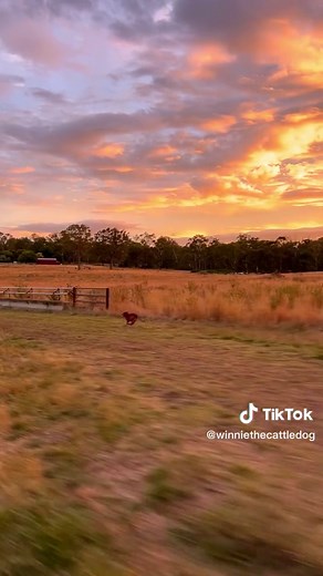 the happiest dog alive 🥺 how many dogs did you count? 👀 #dogrun #dogrunning #amazingdogs #farmdogs #heeler