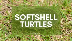 6 Types Of Softshell Turtles - All Turtles
