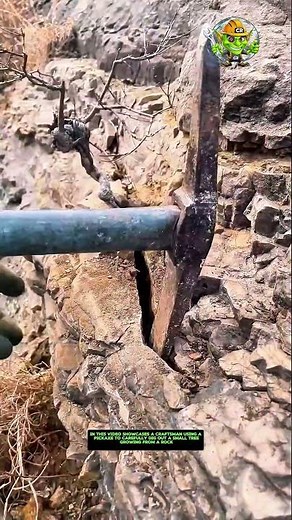 Digging Out a Tree from a Rock with a Pickaxe | Unusual Plant Removal