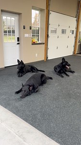 3 of our elite protection dogs relaxing after training. It’s important that our dogs know how to relax and do nothing sometimes, although they are all extremely powerful, they’re also extremely chill. #protectiondogsbycpi #protectiondogs #gsd | Canine Protection International