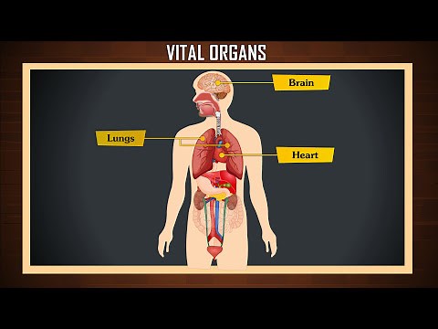 Discover the Internal Organs of the Human Body: Functions & Anatomy Explained | Vital organs