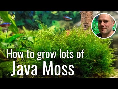 Easy Way To Grow Java Moss - IDEAL BEGINNERS GROWING GUIDE!