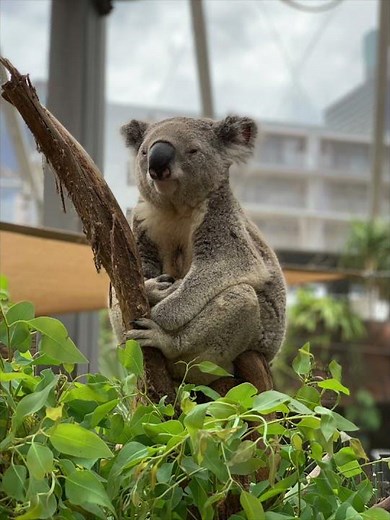 1 Minute of Adorable Koalas! Everyone Loves Cute Koalas! #short