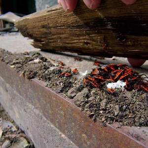 Ces espèces ont muté après la catastrophe de Tchernobyl