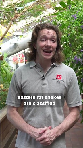 Natural Pest Control with Eastern Rat Snakes
