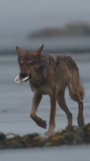 3.9K views · 236 reactions | Red wolf... Most rare wolf in the world | We are the Alpha Wolves | Facebook