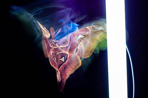 Why Are Flying Insects ‘Attracted’ to Lights? Scientists May Finally Have an Answer