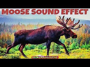 Moose Animal Sound Effect
