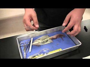 Squid Dissection Full