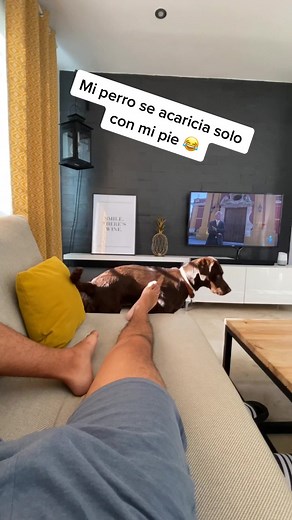 Dog Playfully Massages Owner's Foot on Couch