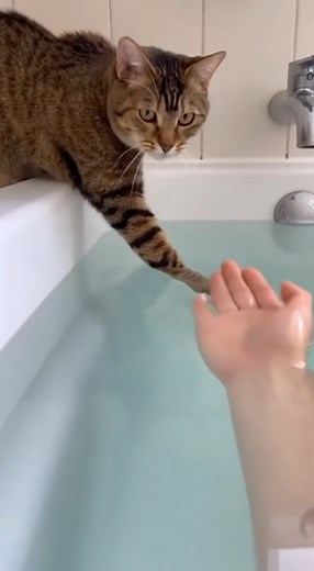 9.9K views · 110 reactions | El gato que desafió la bañera  ¡No creerás su reacción final! #GatoCurioso #MomentosDivertidos #VideoViral #MascotasGraciosas #HumorAnimal | The Split Screen | Facebook