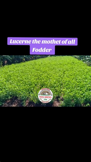 Lucerne: The Essential Fodder Crop for Livestock