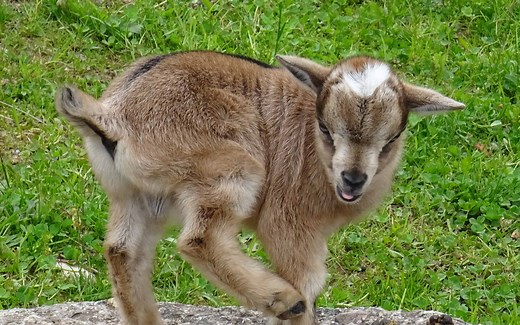 Pygmy Goat Prices in 2024: Purchase Cost, Feeding Costs, and More!
