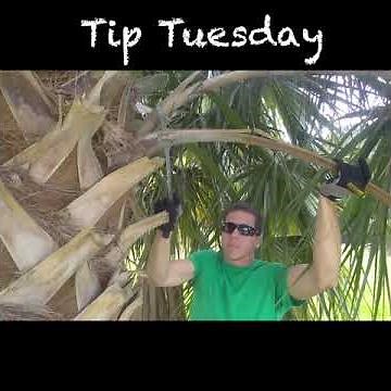 How to Prune a Palm Tree