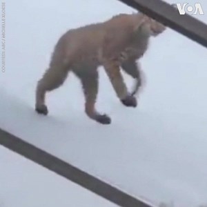 87K views · 521 reactions | A woman in Punta Gorda, Florida captured a video showing a bobcat stalking a squirrel atop her patio screen. The squirrel was able to outmaneuver the bobcat and evade his capture by climbing up a tree. (ABC) | Voice of America | Facebook