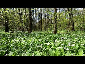 12 hours Gentle Forest Sounds of Spring Nature for Long Sleep