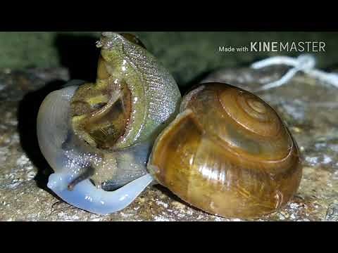"Snail Love" #yt #snail #snails