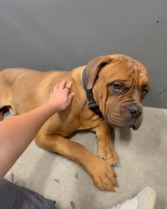 53 reactions · 7 comments | Brightside Animal Center on Reels | Facebook