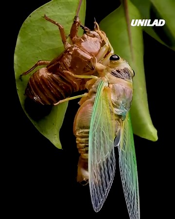 This cicada emerging from its shell is something else 😮 | GOODLAD