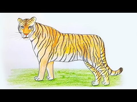 How to draw a tiger - step by step drawing