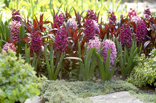 14 Must-Know Tips for Planting Bulbs to Ensure a Beautiful Display