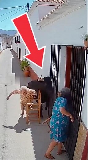 ¡INCREÍBLE! EL TORO SORPRENDE A LAS ABUELAS EN PLENA CHARLA #shorts #toros #bulls