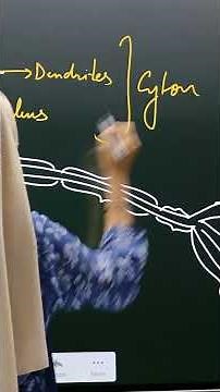 How to Draw and Label a Neuron | Rafat Ma’am’s Class 10 Biology Guide