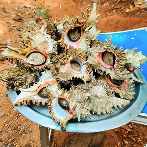 CONCH Cooking & Eating | Sangu Kari | How to Cook Conch | Rare Seafood Item | World Food Channel