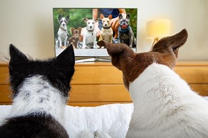 Dog TV: A new TV channel for dogs launches in the UK